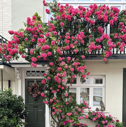 Elegant Climbing Rose Flower Seeds