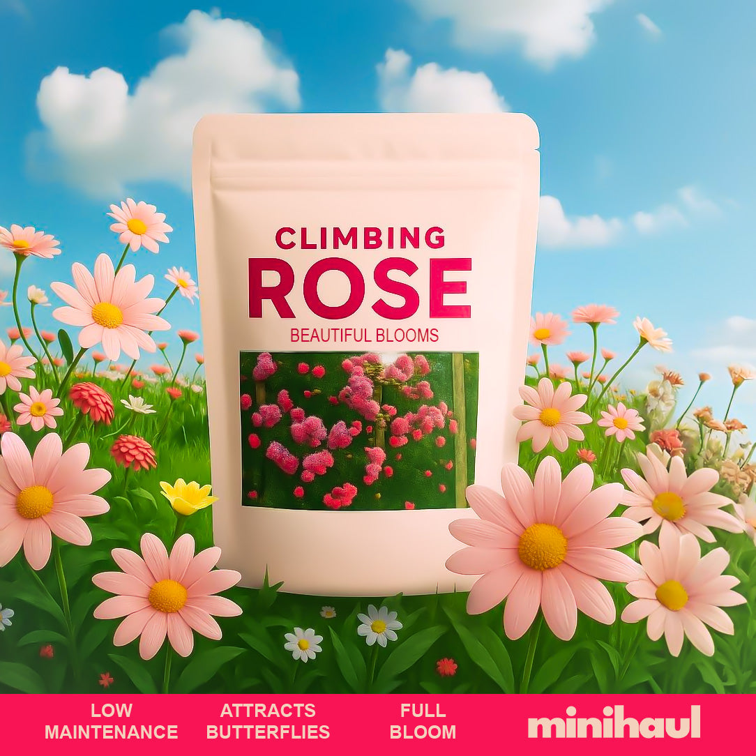 Elegant Climbing Rose Flower Seeds